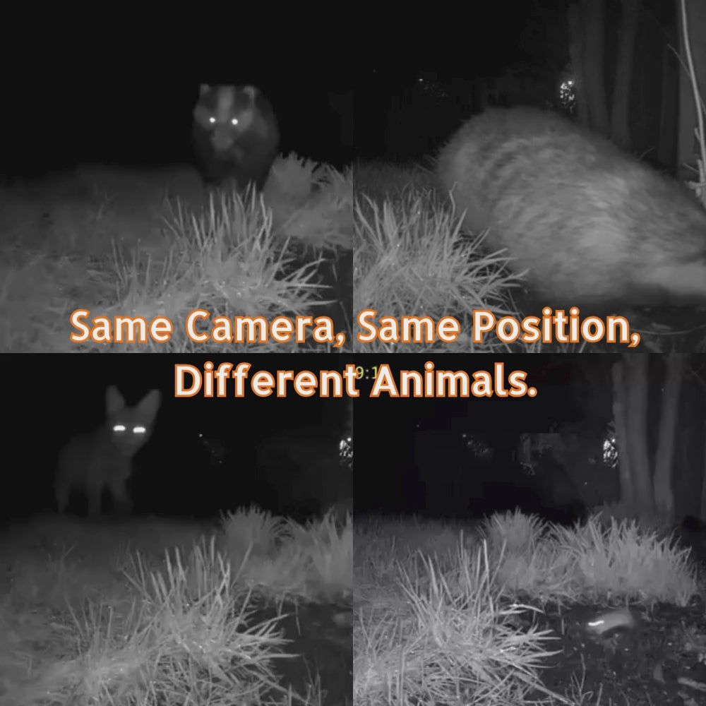 Spotted Orb 4G - Black